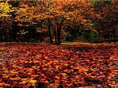 Vì sao lá cây thường rụng vào mùa thu?