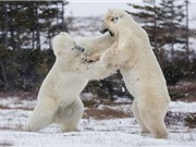 Hai con gấu trắng Bắc Cực "đọ quyền" giữa tuyết lạnh