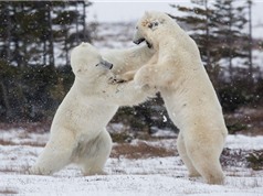 Hai con gấu trắng Bắc Cực "đọ quyền" giữa tuyết lạnh