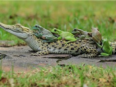 “Phì cười” cảnh bầy ếch lười biếng quá giang cá sấu