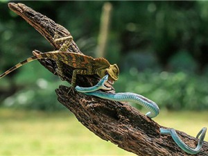 Cận cảnh màn “đại chiến” bất phân thắng bại của tắc kè hoa và rắn lục