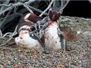 Bị “cắm sừng”, chim cánh cụt quyết sống chết với tình địch