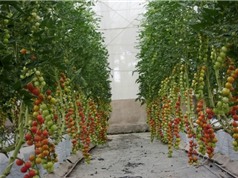 Bến Tre ứng dụng công nghệ cao trồng thử nghiệm cà chua picota; Phụ nữ mãn kinh sớm tăng nguy cơ gãy xương