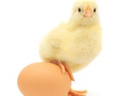 Phát hiện giới tính gà từ trong trứng