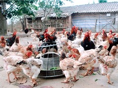 Hà Nam xây dựng mô hình sản xuất giống gà móng
