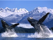 Cá voi định vị bằng núi dưới đáy biển