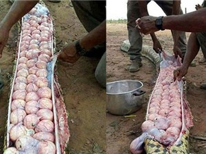Mổ được con trăn trăm trứng ở Nigeria