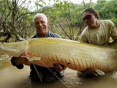 Cá khủng mắc câu: Tóm gọn “quái vật” của sông Amazon (kỳ 2)