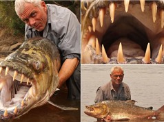 Cá khủng mắc câu: Hành trình săn cá hổ ăn thịt người khổng lồ (kỳ 3)