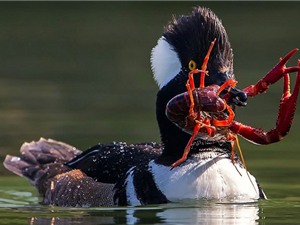 Cận cảnh màn săn tôm của vịt biển mào