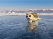 “Tan chảy” trước khoảnh khắc hải cẩu Greenland vẫy chào nhiếp ảnh gia