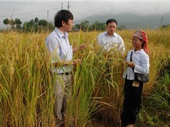 Lai Châu xây dựng mô hình sản xuất lúa Khẩu Ký