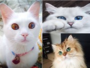 Chiêm ngưỡng 10 chú mèo nổi tiếng và đẹp nhất thế giới
