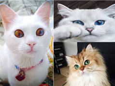 Chiêm ngưỡng 10 chú mèo nổi tiếng và đẹp nhất thế giới