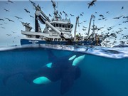 Những khoảnh khắc tuyệt đẹp và ấn tượng về loài cá voi