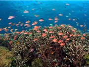 Nghiên cứu về môi trường biển chưa ứng phó được với tình huống bất thường