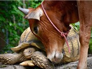 Tình bạn khó tin giữa bò con tật nguyền và rùa khổng lồ