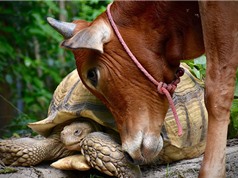 Tình bạn khó tin giữa bò con tật nguyền và rùa khổng lồ