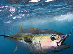 Clip: Cận cảnh màn câu cá ngừ “siêu tốc” của ngư dân Australia