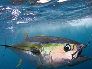 Clip: Cận cảnh màn câu cá ngừ “siêu tốc” của ngư dân Australia