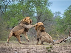 Màn đại chiến bất phân thắng bại của 2 con sư tử đực