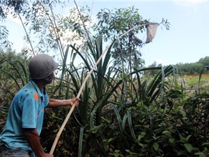 Đi săn trứng kiến kiếm tiền triệu ở Quảng Nam