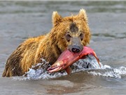 Màn săn mồi ngoạn mục của gấu nâu