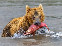 Màn săn mồi ngoạn mục của gấu nâu