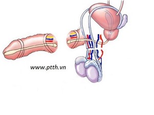 Việt Nam: Lần đầu nối ghép thành công hai tinh hoàn đứt rời cùng dương vật