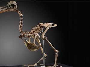 Bộ xương chim tuyệt chủng có giá hơn 430.000 USD