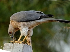 Khai trương không gian chia sẻ ở Thư viện Quốc gia; phát hiện loài chim ăn thịt tại công viên Gia Định