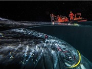 Cá voi lưng gù 30 tấn suýt chết vì dây cáp mạng