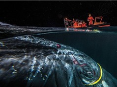 Cá voi lưng gù 30 tấn suýt chết vì dây cáp mạng