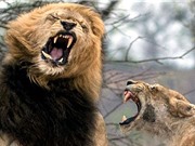 Sư tử đực bị bạn tình tát gãy răng vì lại gần con non