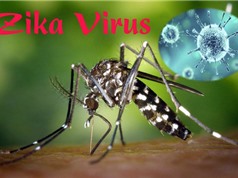 TP.HCM có thêm 83 trường hợp nhiễm Zika