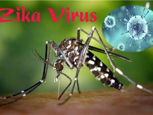 TP.HCM có thêm 83 trường hợp nhiễm Zika