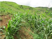 Lai Châu áp dụng kỹ thuật trồng ngô trên đất dốc