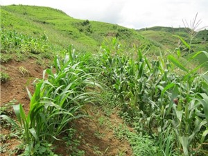 Lai Châu áp dụng kỹ thuật trồng ngô trên đất dốc