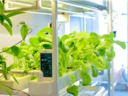Công nghệ trồng rau bằng smartphone của startup Việt