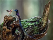 Chùm ảnh đẹp về chim đớp ruồi thiên đường châu Á