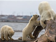 Gấu trắng Bắc Cực cha nhận cái kết “đắng” vì tham ăn
