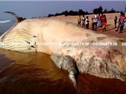Xác cá mập voi khổng lồ dạt vào bờ biển Ấn Độ