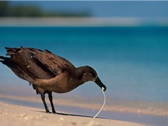 Chim biển ăn nhựa vì bị đánh lừa cảm giác