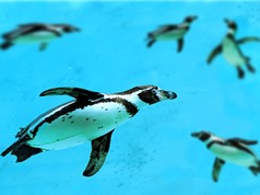 Canada: 7 chú chim cánh cụt bị chết đuối trong hồ bơi