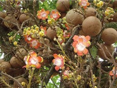 Khám phá loại trái cây kỳ lạ có thể phát nổ ở Việt Nam
