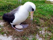 Chim hải âu 66 tuổi vẫn sinh sản bình thường