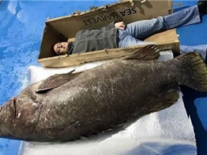 Ngư dân Anh tóm được cá mú nặng gần 200kg
