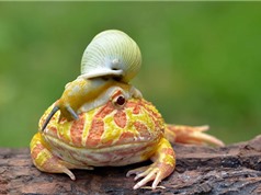 Ốc sên vô tư “âu yếm” ếch kiểng Pacman giữa ban ngày 