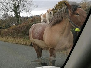 Chó cưỡi ngựa đi dạo trên đường phố Anh