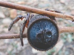 Phát hiện loài nhện có bụng giống mặt cú mèo ở Trung Quốc